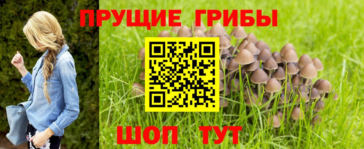 Галлюциногенные грибы Psilocybe Кубинка